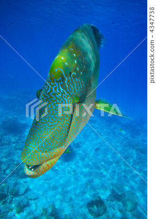 拿破崙魚 4347738