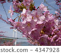 Kurushima Ohashi和Kawazu Sakura 2012 4347928