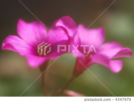 酢漿草 花朵 花 4347979