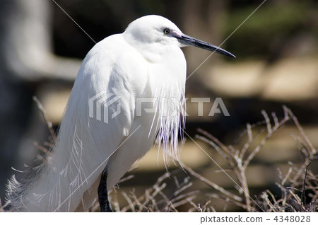 小白鷺 鷺科 鸛的眼睛 4348028