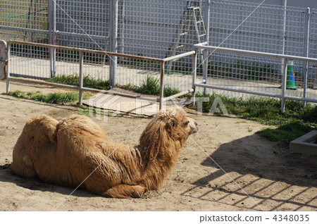 bactrian camel, camel, terrestrial animal 4348035