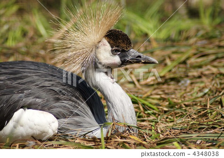bunting crested dori, gruiformes, original from south africa 4348038