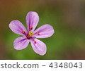 酢漿草 花朵 花 4348043