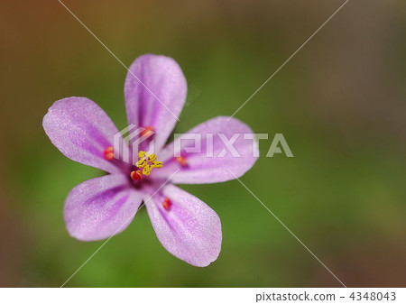 酢漿草 花朵 花 4348043