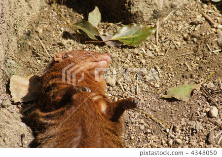dwarf mongoose, animal, animals 4348050
