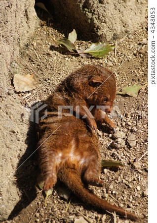 dwarf mongoose, animal, animals 4348053