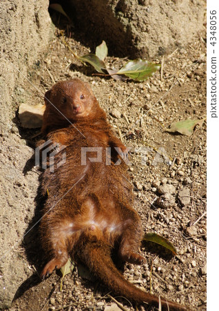 dwarf mongoose, animal, animals 4348056