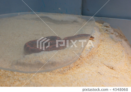 keniasunaboa, serpent, snake 4348068