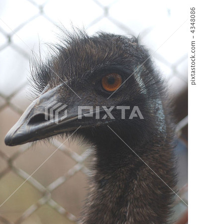 鴯 不會飛的鳥 鳥嘴 4348086