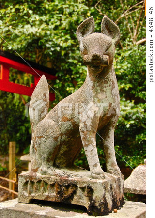 稻荷神社的“狐狸”的石像(大宮神社/鹿兒島縣大久保町,京都市左京區) 稻荷神社的“狐狸”的石像(大宮神社/鹿兒島縣大久保町,京都市左京區) 4348146