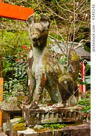 稻荷神社的“狐狸”的石像(大宮神社/鹿兒島縣大久保町,京都市左京區) 稻荷神社的“狐狸”的石像(大宮神社/鹿兒島縣大久保町,京都市左京區) 4348148