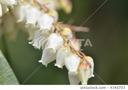 Asebi flower white 4348703