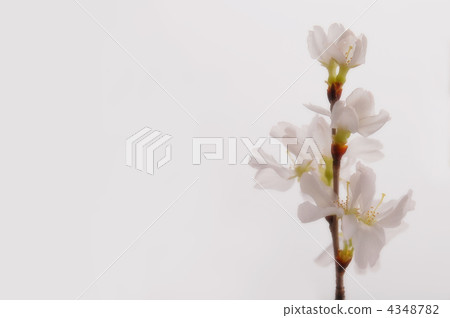 Cherry Blossoms Cherry Blossoms 4348782
