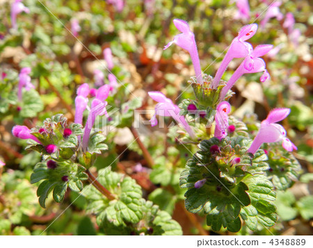 Hotokenosa（佛座） 4348889