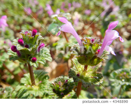Hotokenosa (Buddha's seat) 4348890