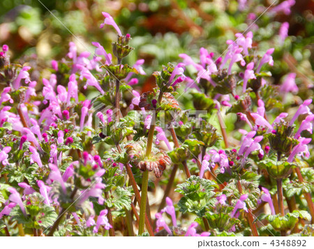 Hotokenosa（佛座） 4348892