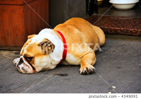 Serious Bulldog on the street Serious Bulldog on the street 4349091