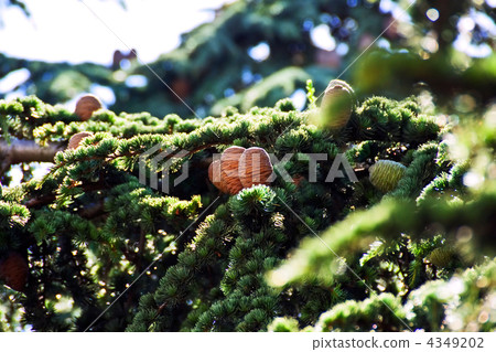 Fir cones approaching for Christmas subjects Fir cones approaching for Christmas subjects 4349202