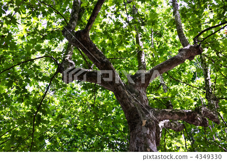 Maple Maple 4349330