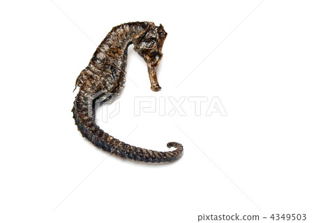 Souvenir varnish dried hippocampus (sea-horse) 4349503