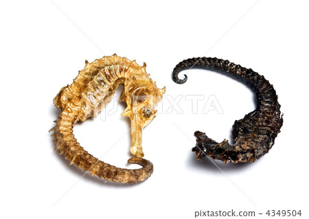 Souvenir varnish dried hippocampus (sea-horse) Souvenir varnish dried hippocampus (sea-horse) 4349504