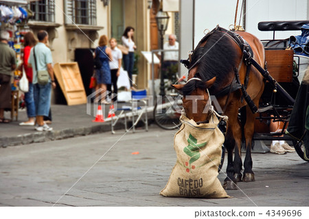 The Florentine horse about the Cathedral. Florence 4349696