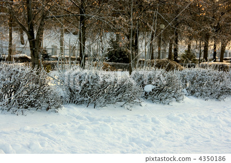 Winter trees Winter trees 4350186