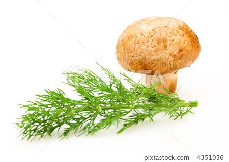 Mushroom. Champignon and green dill on white background 4351056