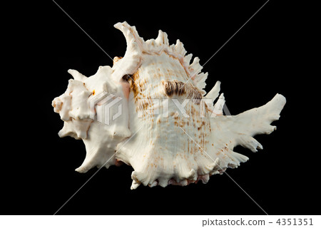 sea shell over black background sea shell over black background 4351351