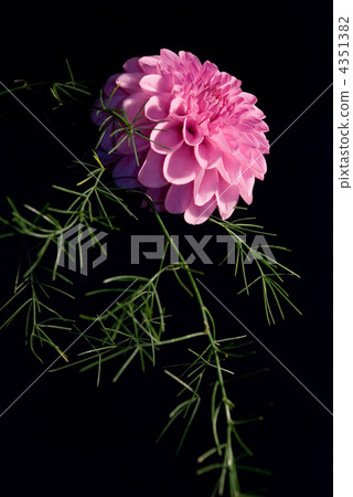 golden-daisy over black background golden-daisy over black background 4351382