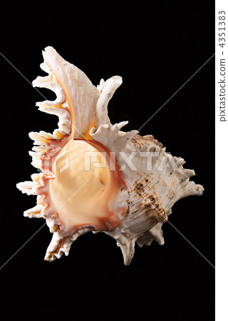 sea shell over black background sea shell over black background 4351383