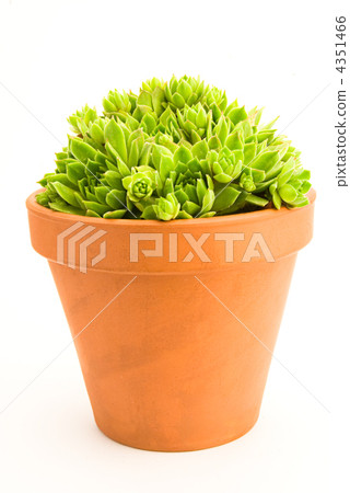 Garden flower pot with spring sempervivum isolated on white back 4351466