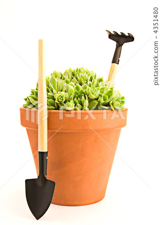Garden tools and sempervivum in a flower pot isolated on white b 4351480