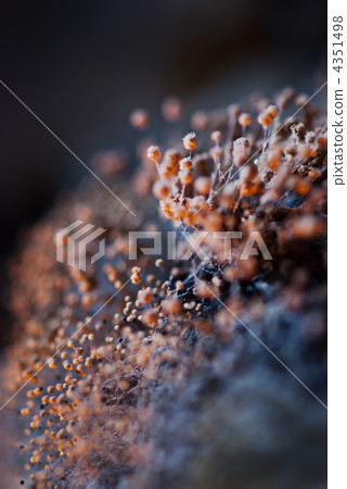 Extreme close up of mildew at bread over texture strengthening s 4351498