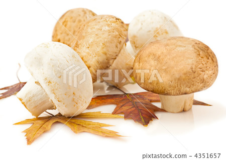 Mushroom. Champignon and autumn maple leaves on white background 4351657