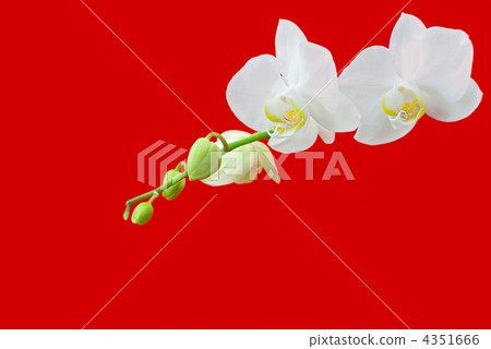 white orchid white orchid 4351666