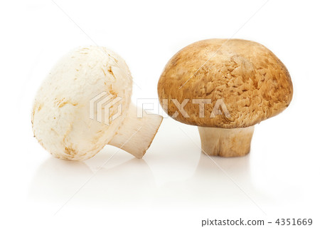 Champignon mushrooms on white background 4351669