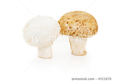 Champignon mushrooms on white background Champignon mushrooms on white background 4351670