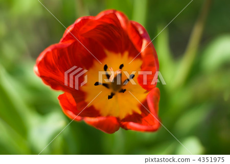 Detail close up view of a red tulip. Soft focus, shallow depth o Detail close up view of a red tulip. Soft focus, shallow depth o 4351975