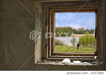Countryside with cow on meadow nere the river. View through brok 4351989