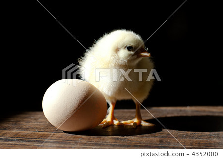 Little chicken and egg on wooden table Little chicken and egg on wooden table 4352000