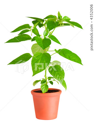 Chili pepper plant with white flowers growing in ceramic pot 4352006