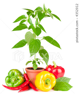 Pepper plant with white flowers growing in ceramic pot, sweet pa 4352012