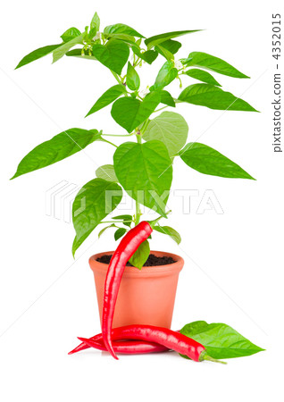 Chili pepper plant with white flowers growing in ceramic pot and Chili pepper plant with white flowers growing in ceramic pot and 4352015