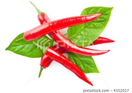 Red chili pepper with leaves on white background Red chili pepper with leaves on white background 4352017
