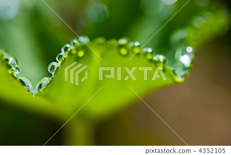 Macro of morning dew on fresh leaf. Shallow depth of field 4352105