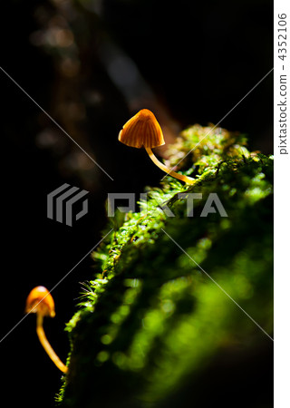 Macro of two small poisonous mushroom in forest over natural dar 4352106
