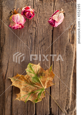 Dry roses and maple leaf on old wooden background with copy spac Dry roses and maple leaf on old wooden background with copy spac 4352395
