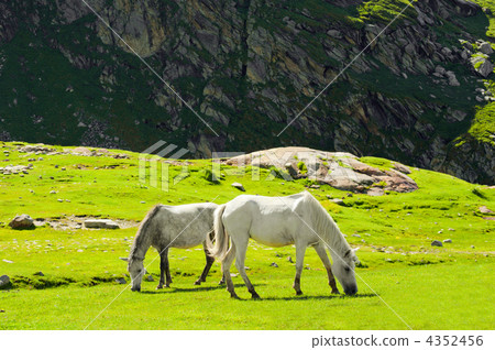 Wild horses on meadow in Himalaya mountains 4352456