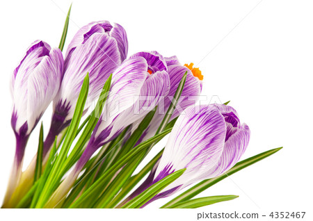 Macro of blooming spring crocuses isolated on white background Macro of blooming spring crocuses isolated on white background 4352467